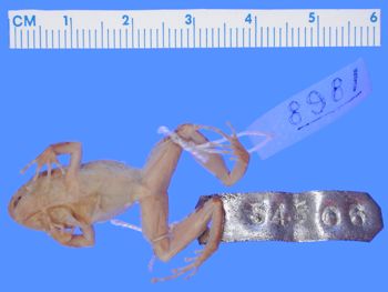 Media type: image; Herpetology A-8981
